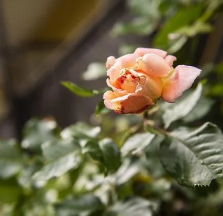 Eviva Im Parkhotel מלון *