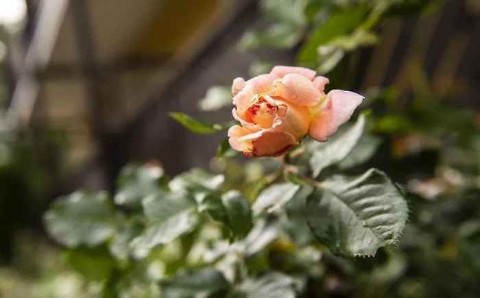 Eviva Im Parkhotel מלון *